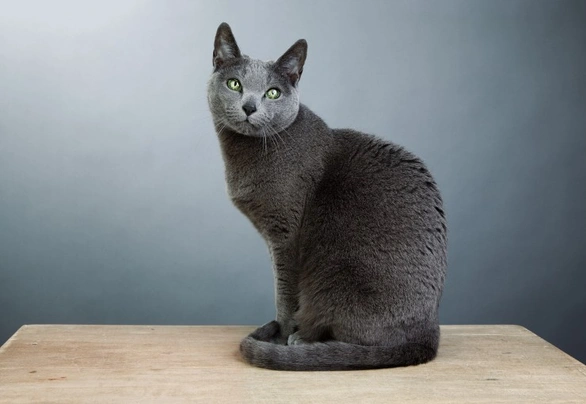 Russian blue indoor or outdoor outlet cat