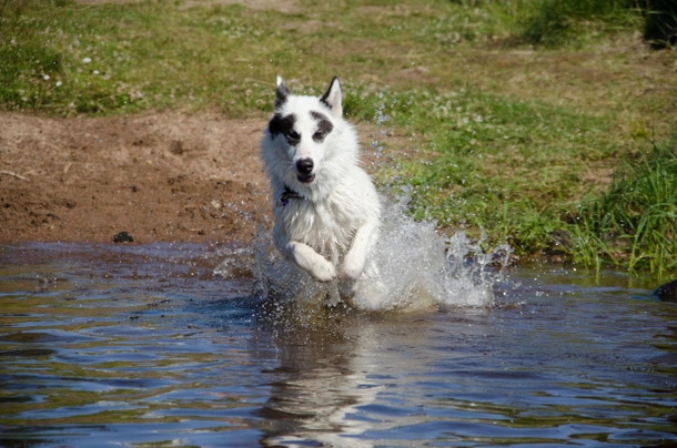 Canadian Eskimo Dog Dogs Breed - Information, Temperament, Size & Price | Pets4Homes