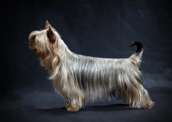 Silky Terrier Dogs Raza - Características, Fotos & Precio | MundoAnimalia