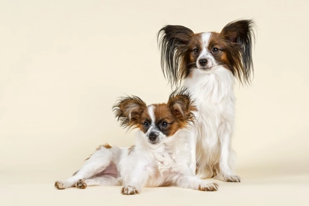 Malý kontinentální španěl Dogs Plemeno / Druh: Povaha, Délka života & Cena | iFauna