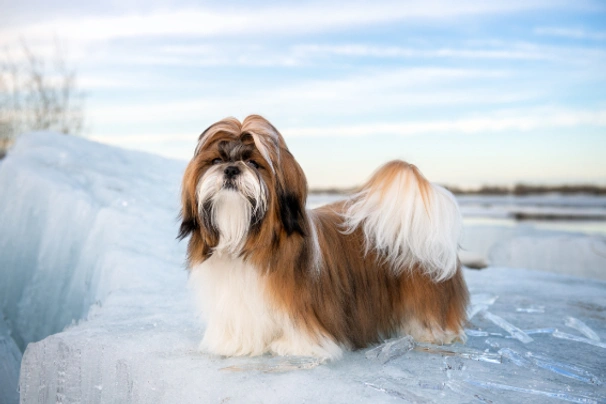 Shi-tzu Dogs Plemeno / Druh: Povaha, Délka života & Cena | iFauna