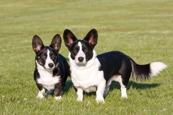 Welsh Corgi Cardigan Dogs Breed - Information, Temperament, Size & Price | Pets4Homes