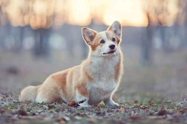 Welsh Corgi Pembroke Dogs Razza - Prezzo, Temperamento & Foto | AnnunciAnimali