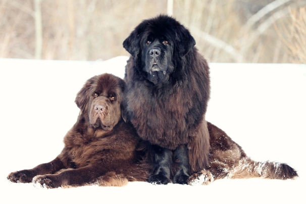 Newfoundland Dogs Breed - Information, Temperament, Size & Price | Pets4Homes