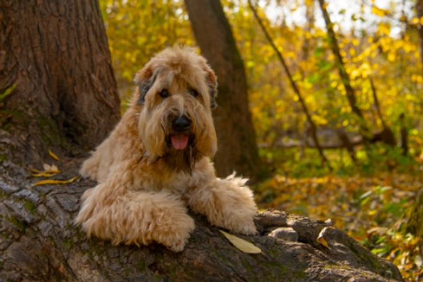 Irish Soft Coated Wheaten Terrier Dogs Raza - Características, Fotos & Precio | MundoAnimalia