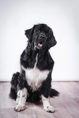 Newfoundland Dogs Breed - Information, Temperament, Size & Price | Pets4Homes