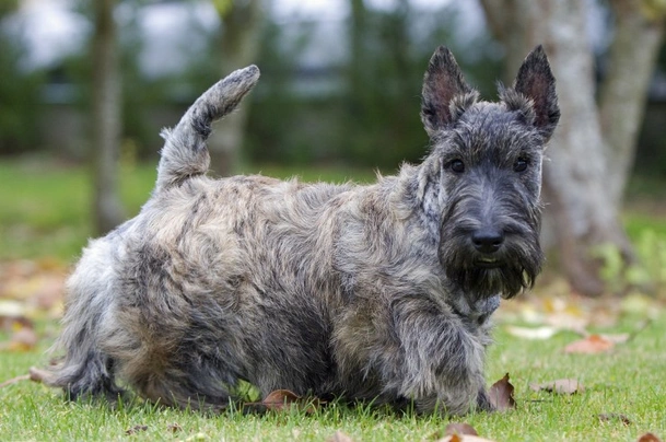 Scottish Terrier Dogs Raza - Características, Fotos & Precio | MundoAnimalia