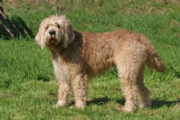 Otterhound Dogs Breed - Information, Temperament, Size & Price | Pets4Homes