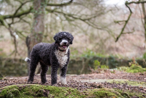 Spanish Water Dog Dogs Breed | Facts, Information and Advice | Pets4Homes