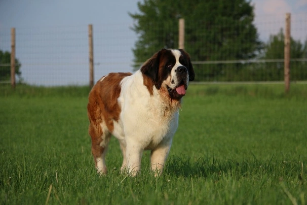 Saint Bernard Dogs Breed - Information, Temperament, Size & Price | Pets4Homes