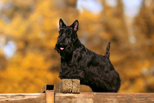 Scottish Terrier Dogs Breed - Information, Temperament, Size & Price | Pets4Homes