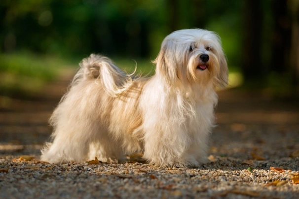 es un habanero un buen perro de familia