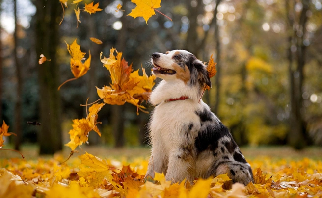 Australský ovčák Dogs Plemeno / Druh: Povaha, Délka života & Cena | iFauna