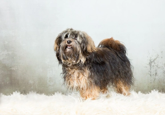 Havanese cost best sale