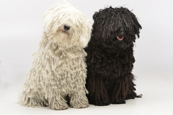 Puli Dogs Ras: Karakter, Levensduur & Prijs | Puppyplaats