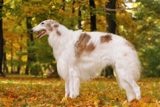 Borzoi Dogs Raza - Características, Fotos & Precio | MundoAnimalia