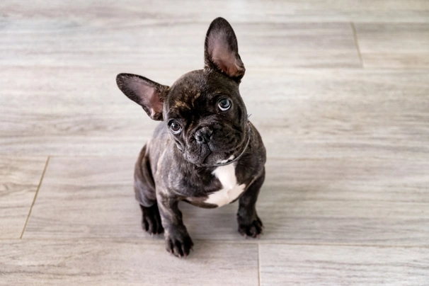 French Bulldog Dogs Breed - Information, Temperament, Size & Price | Pets4Homes