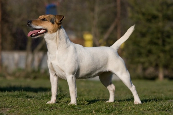 Jack Russell teriér Dogs Informace - velikost, povaha, délka života & cena | iFauna