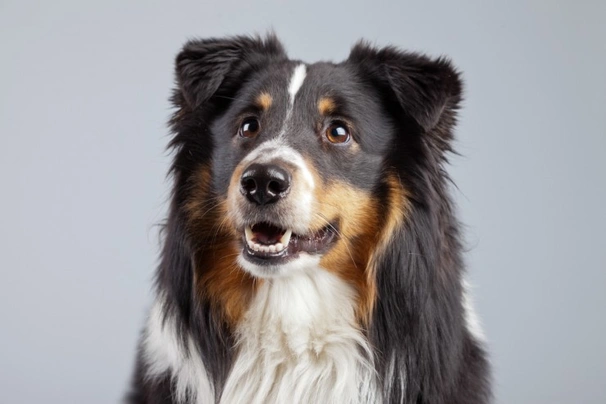 Border Collie Dogs Breed - Information, Temperament, Size & Price | Pets4Homes