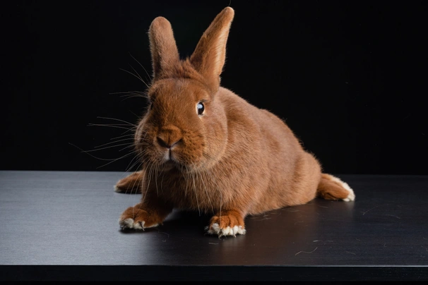 New Zealand Rabbits Breed - Information, Temperament, Size & Price | Pets4Homes