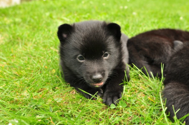 Schipperke Dogs Raza - Características, Fotos & Precio | MundoAnimalia