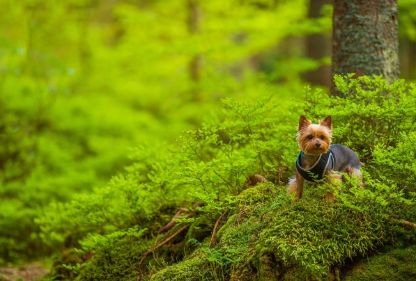 Silky Terrier Dogs Raza - Características, Fotos & Precio | MundoAnimalia
