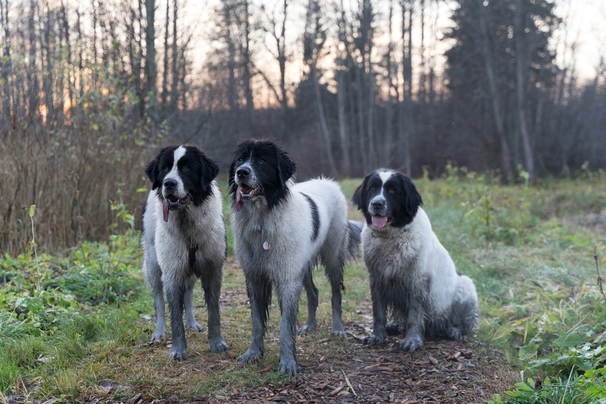 Landseer ECT Dogs Ras: Karakter, Levensduur & Prijs | Puppyplaats