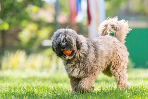 Tibetan Terrier Dogs Breed | Facts, Information and Advice | Pets4Homes