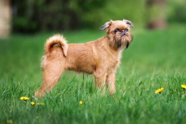 Price of hot sale brussels griffon