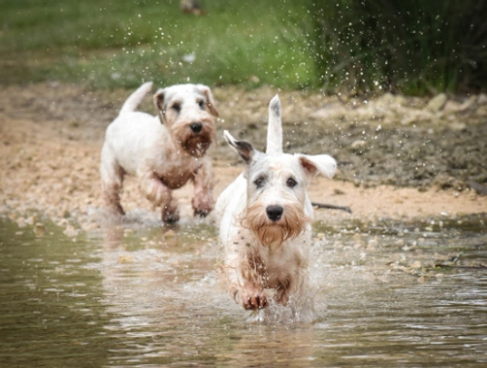 Sealyhamský teriér Dogs Informace - velikost, povaha, délka života & cena | iFauna