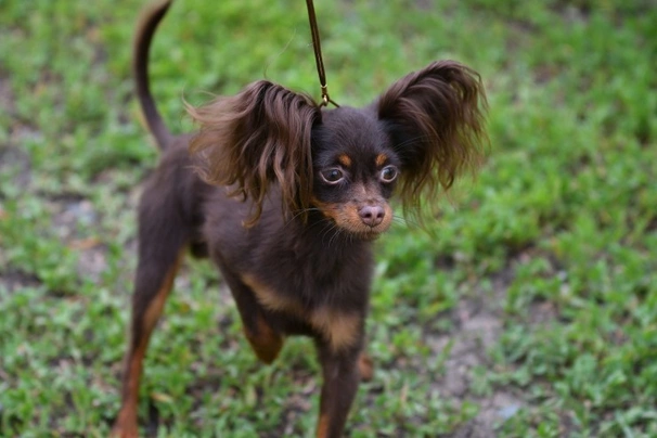 Russian Toy Terrier Dogs Razza - Prezzo, Temperamento & Foto | AnnunciAnimali