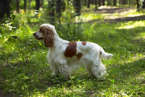 son raros los cocker spaniel rojos