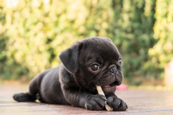 Pug Dogs Breed - Information, Temperament, Size & Price | Pets4Homes