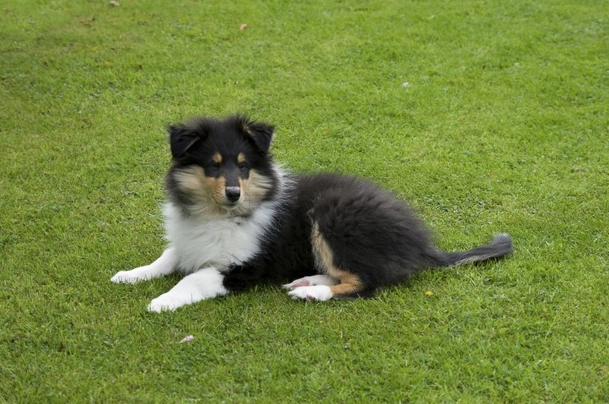 Tricolour rough collie hot sale puppies for sale