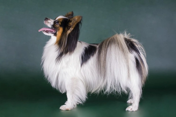 Malý kontinentální španěl Dogs Informace - velikost, povaha, délka života & cena | iFauna