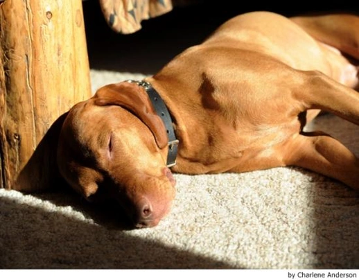 Vizsla korthaar Dogs Ras: Karakter, Levensduur & Prijs | Puppyplaats