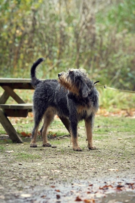 Otterhound Dogs Breed | Facts, Information and Advice | Pets4Homes