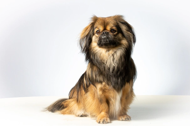 Tibetan Spaniel Dogs Breed - Information, Temperament, Size & Price | Pets4Homes