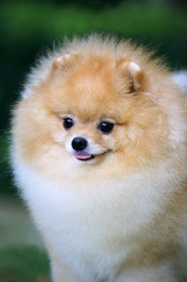 Pomeranian Dogs Breed - Information, Temperament, Size & Price | Pets4Homes