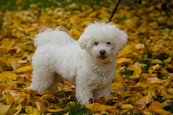 Bolognezer Dogs Ras: Karakter, Levensduur & Prijs | Puppyplaats