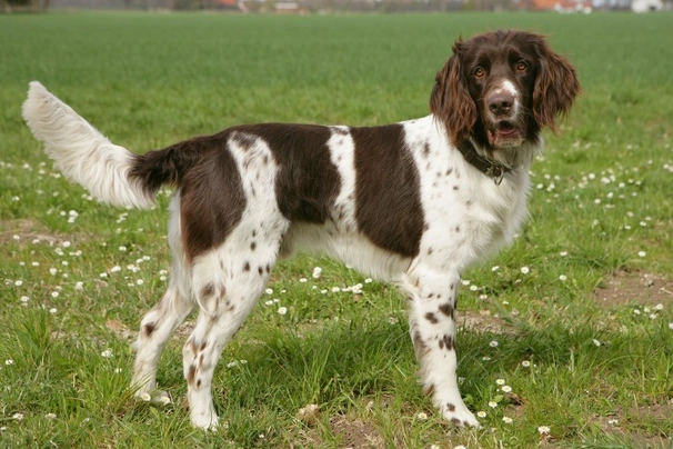 Long hair pointer clearance dog