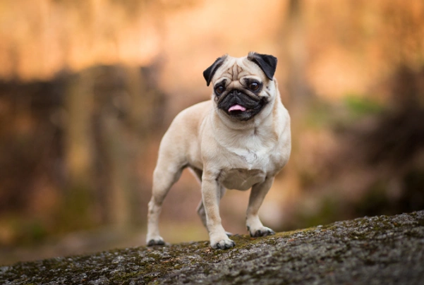 Pug Dogs Breed - Information, Temperament, Size & Price | Pets4Homes