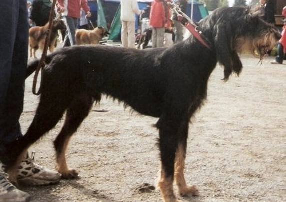 Sabueso Italiano de Pelo Corto Dogs Raza - Características, Fotos & Precio | MundoAnimalia