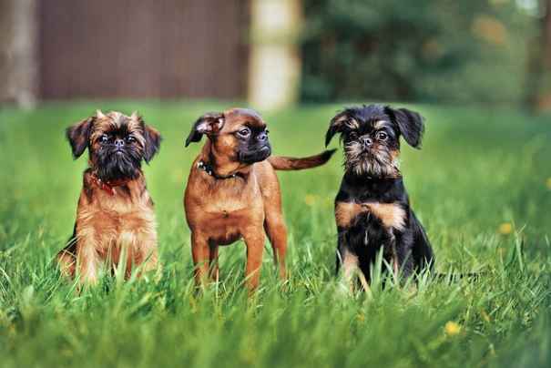 Brabantík Dogs Informace - velikost, povaha, délka života & cena | iFauna