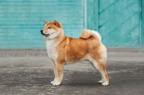 Japanese Shiba Inu Dogs Breed - Information, Temperament, Size & Price | Pets4Homes