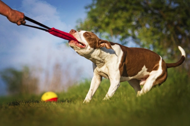 American Pitbull Terrier Dogs Razza - Prezzo, Temperamento & Foto | AnnunciAnimali