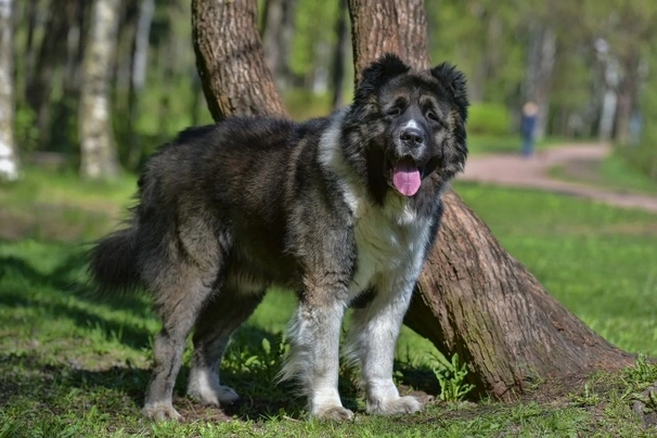 Caucasian Shepherd Dog Dogs Breed - Information, Temperament, Size ...