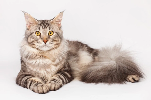 Maine Coon Cats Breed | Facts, Information and Advice | Pets4Homes