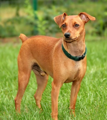 Miniature pinscher hot sale tan