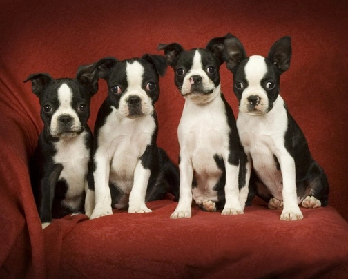 son los boston terriers perros nerviosos